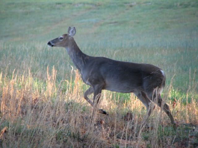 IMG_0532.jpg