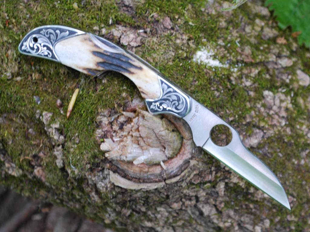 sambar_stag_kiwi_02.jpg