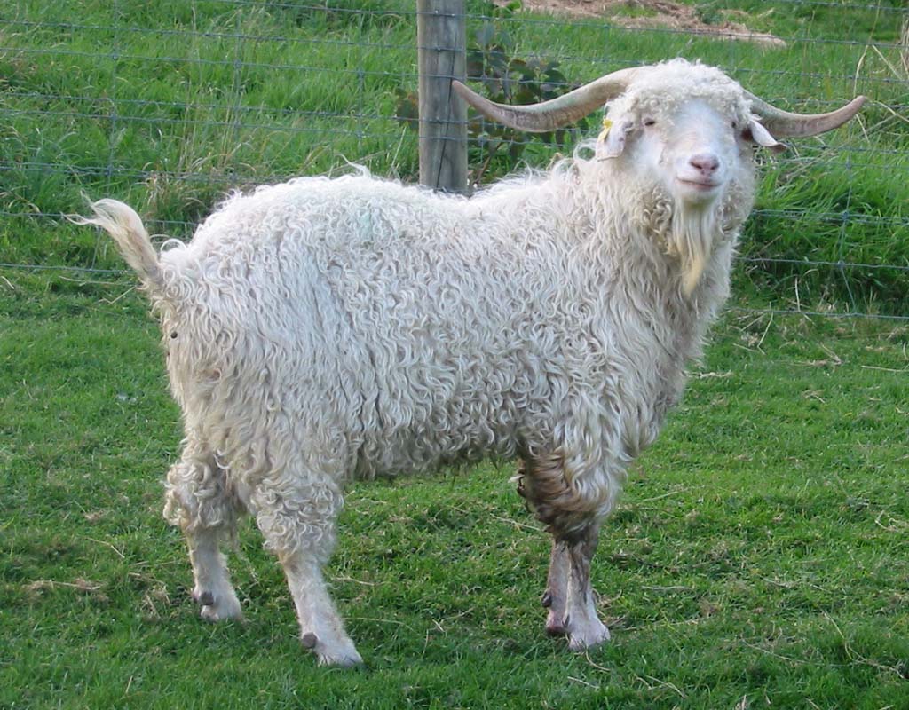 Angora+Goat.jpg