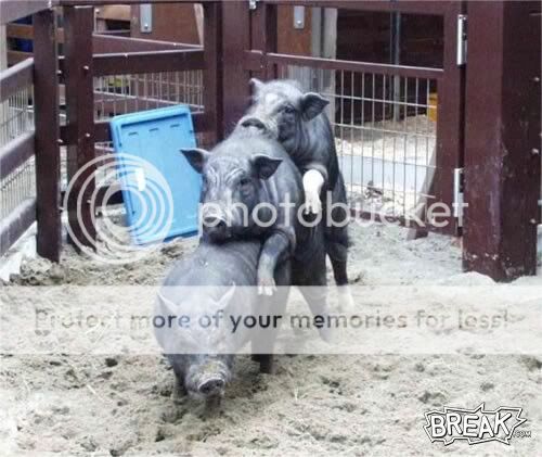50oct2-when-hogs-go-hogging.jpg