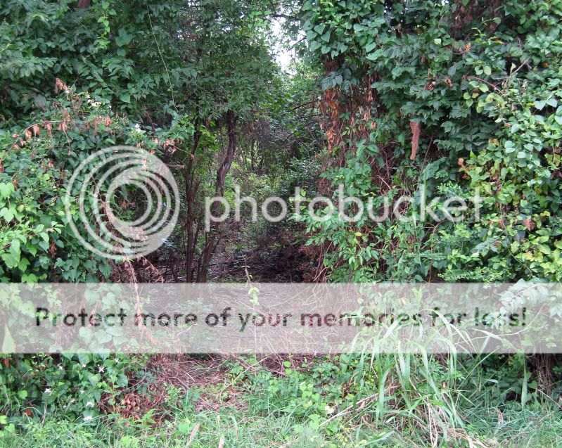 IMG_5597.jpg