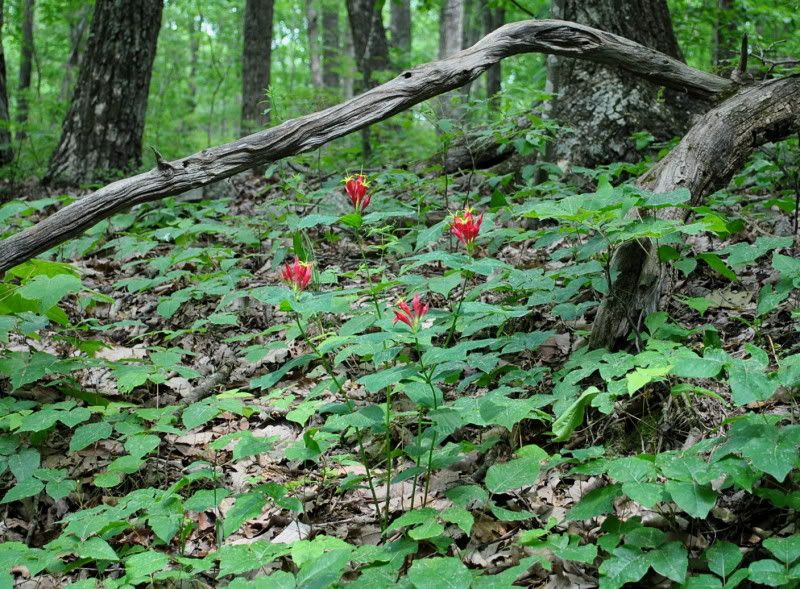 DSC_2211.jpg