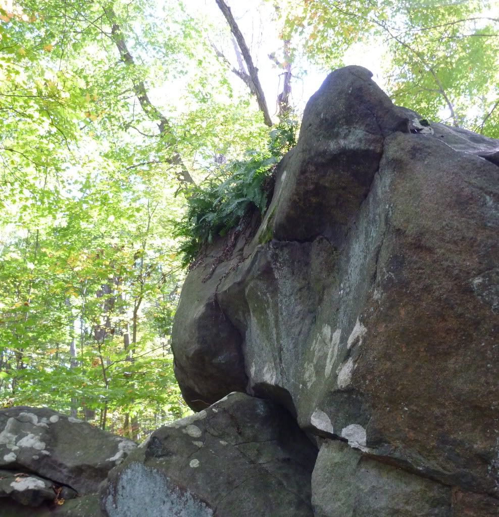 fernrock.jpg