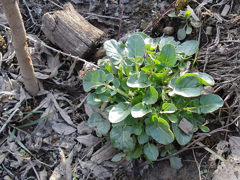 WinterCress2.jpg