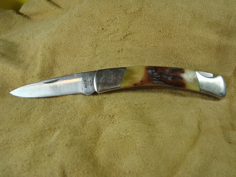BU501sambarstagr.jpg