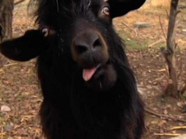 goat_20121115052450_640_480.JPG