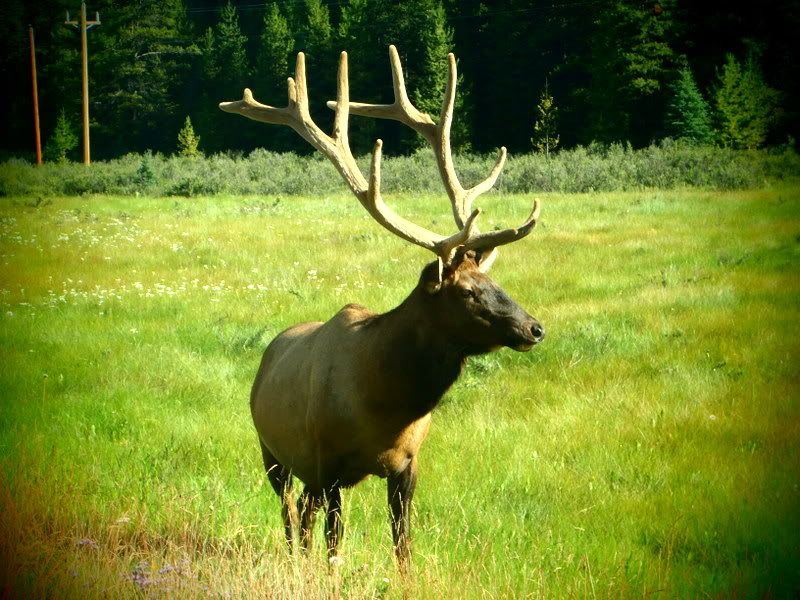 Banff2012162.jpg