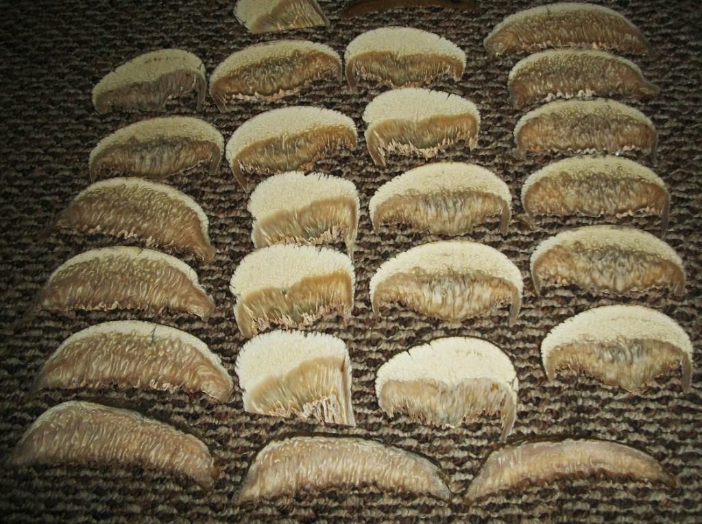 muskox001.jpg