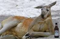 kangaroo_198.jpg
