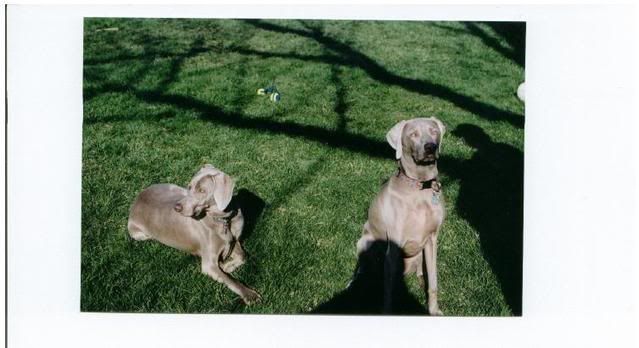 CopyofWeims.jpg