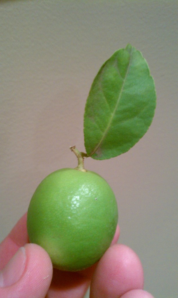 IMAG0255.jpg