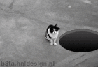thkitty.gif