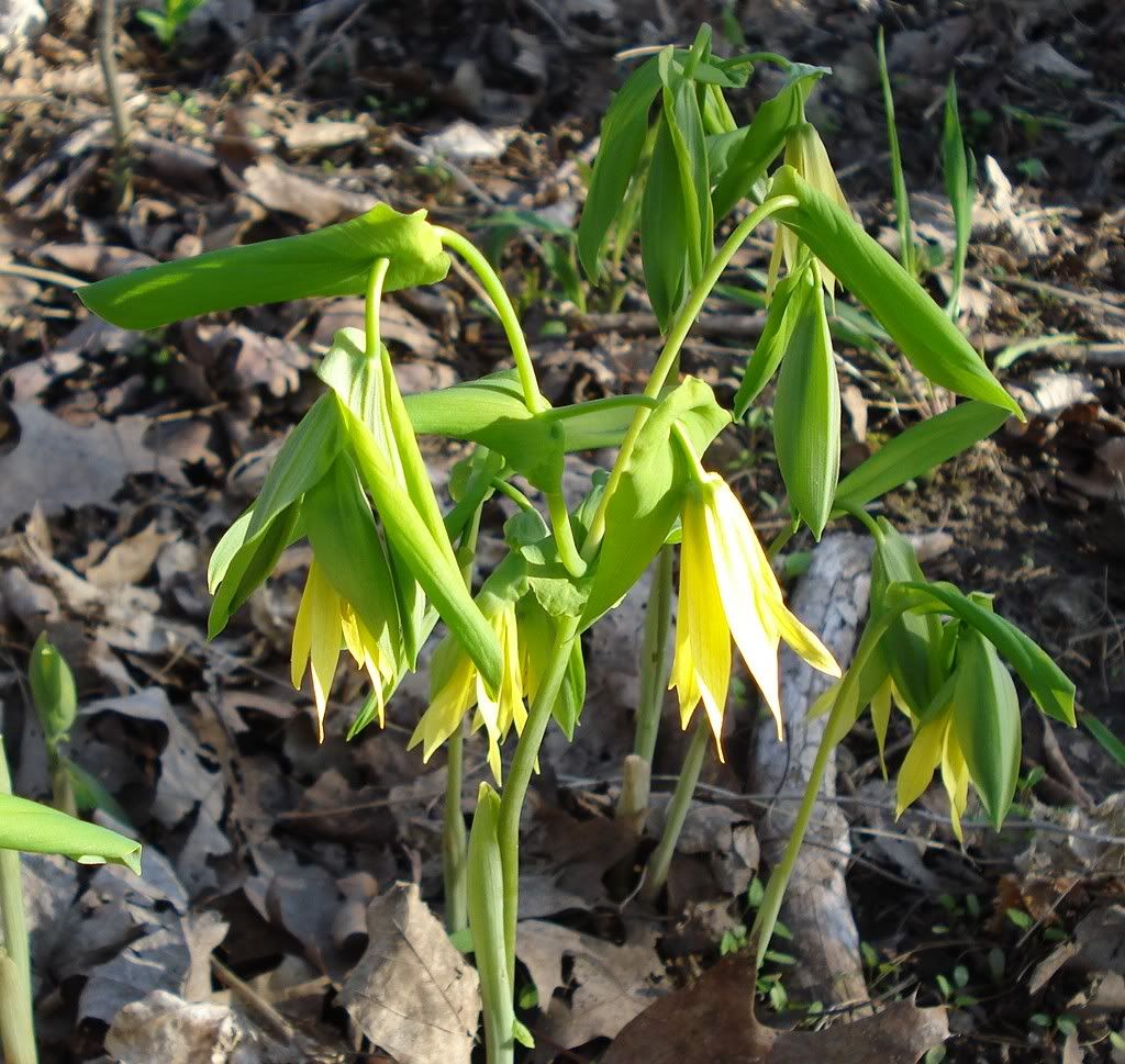 Bellwort.jpg