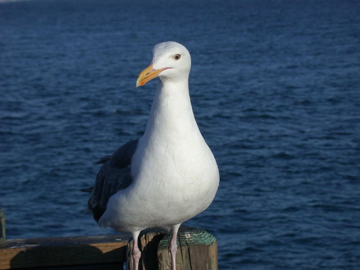 DSCN0504.jpg