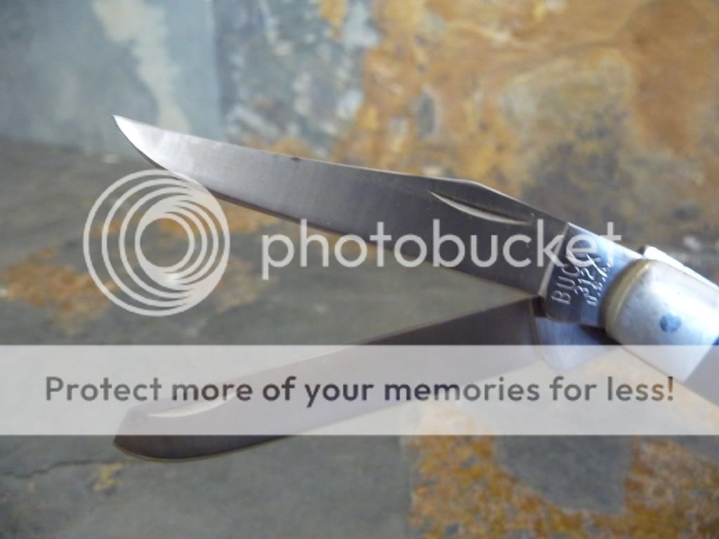 Buck4.jpg