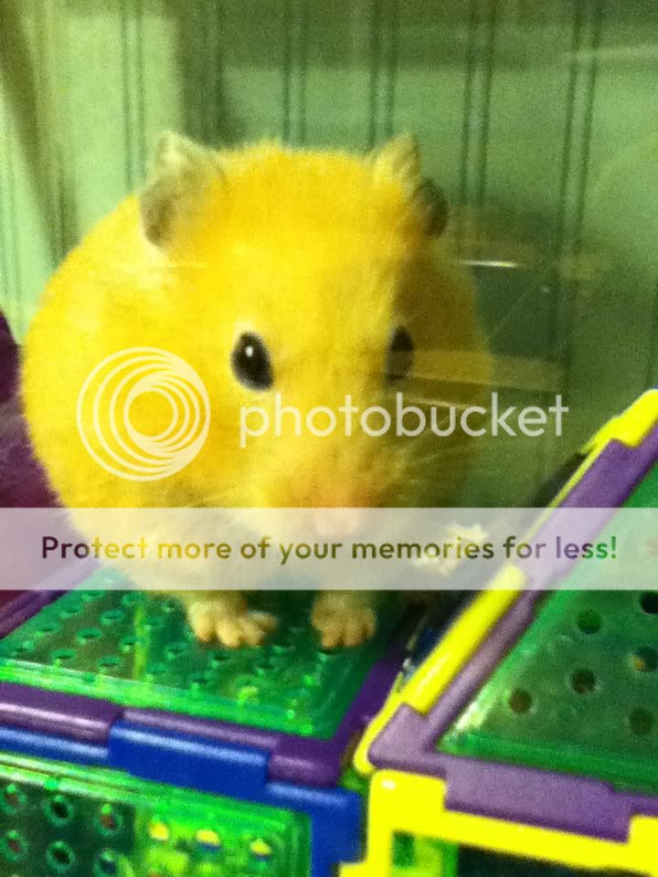ipodpics2074.jpg