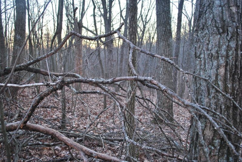 DSC_9520.jpg