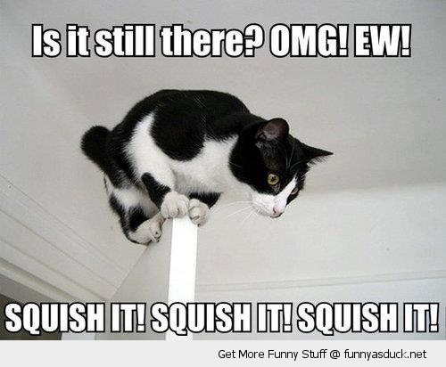 funny-squish-it-cat-on-door-scared-pics.jpg