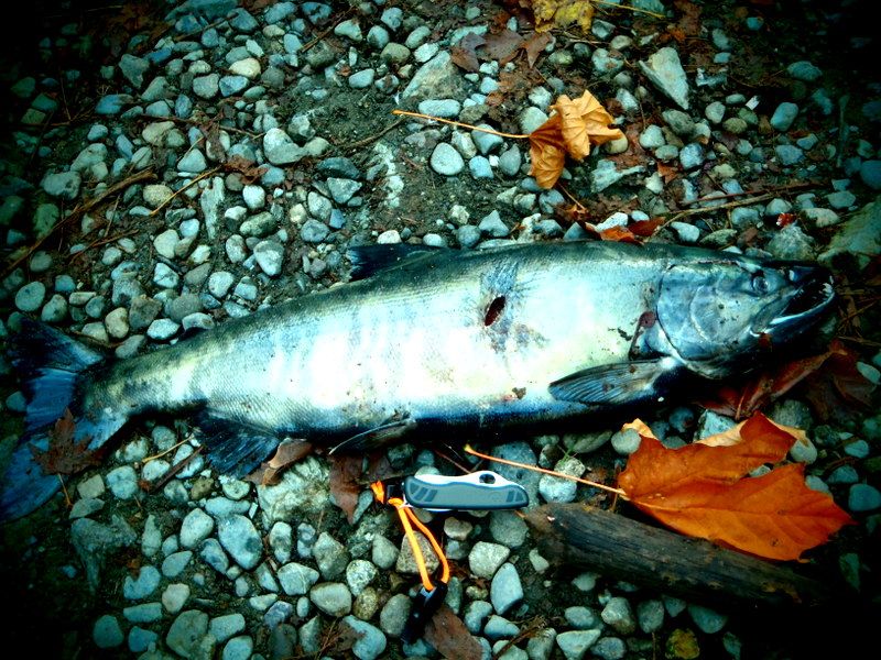 GoldStreamSalmonRun2012005.jpg