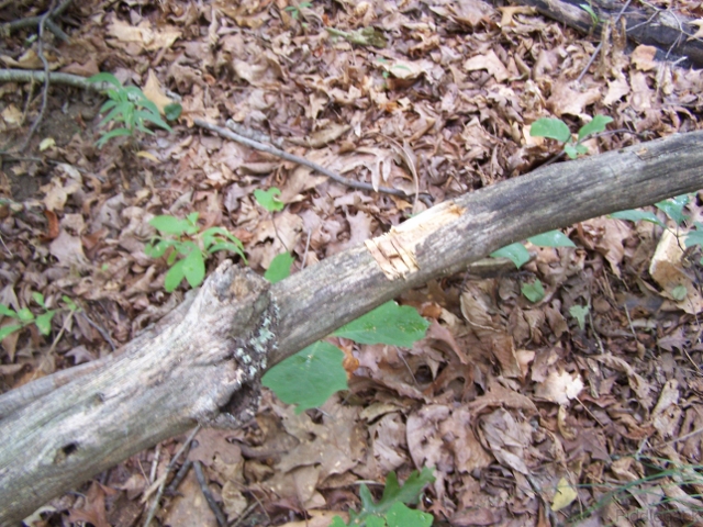 Choppin102_0584-vi.jpg