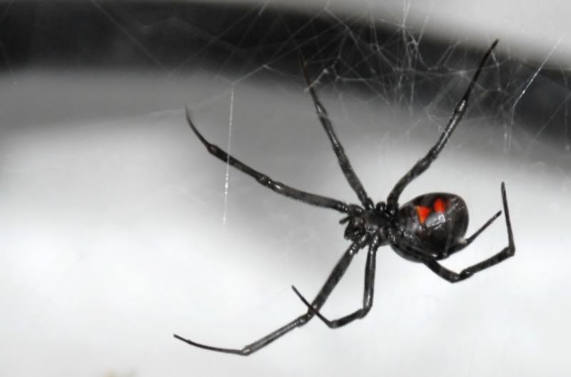 blackwidow1.jpg