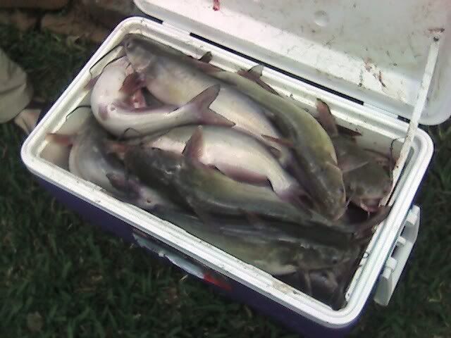 3-27-07catfish.jpg