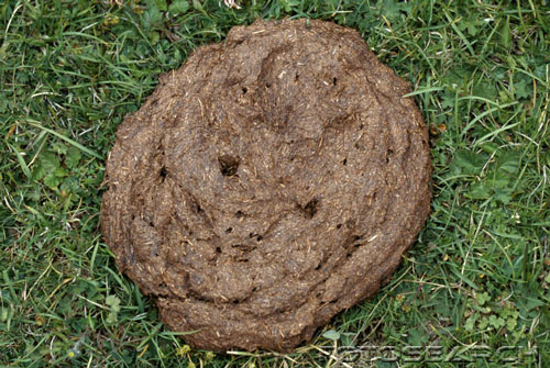 calpattypresscowpatty.jpg