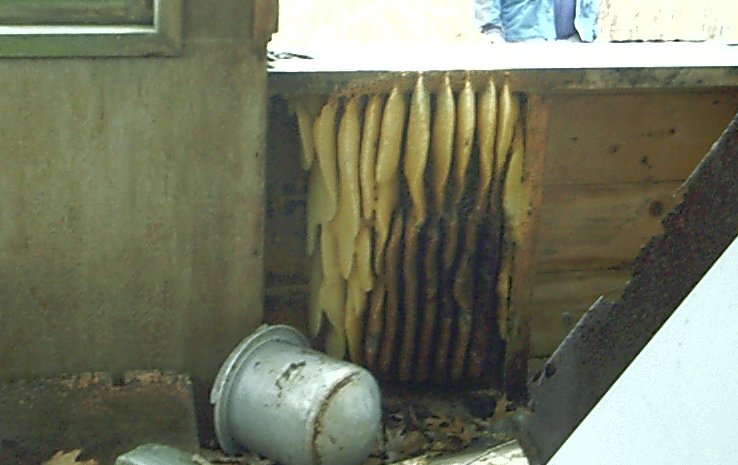 bees5.jpg