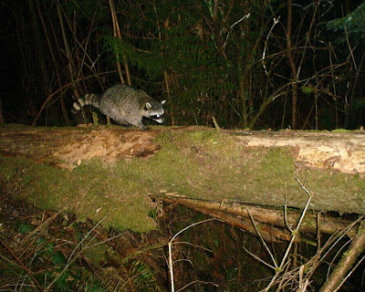 racoon+on+log.jpg