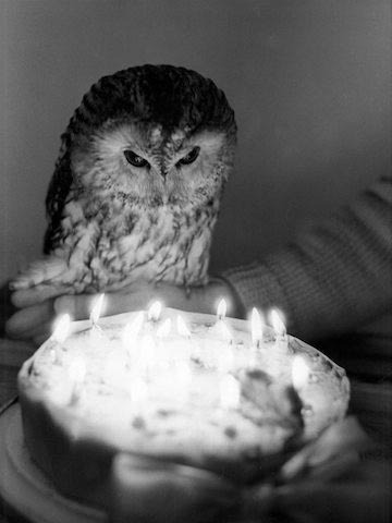 owl_birthday.jpg