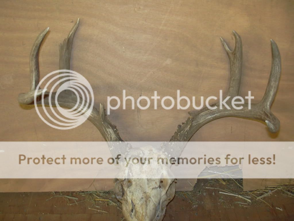 Blacktails004.jpg