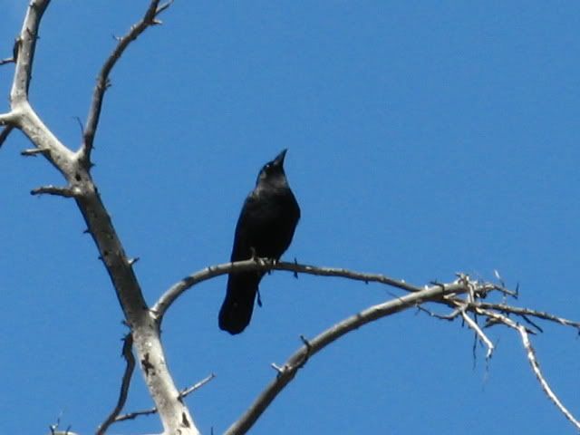 IMG_4968.jpg