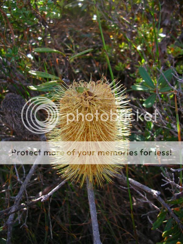Banksia.jpg