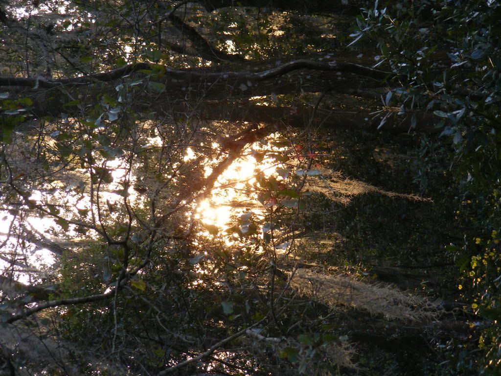 hoghuntfed2009032.jpg