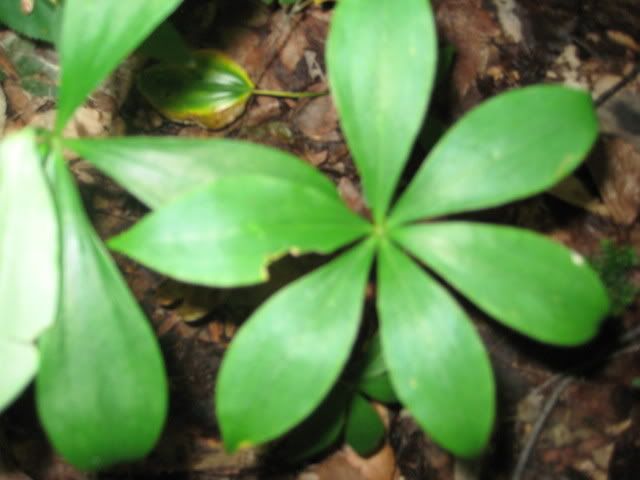 survivaltrip077.jpg