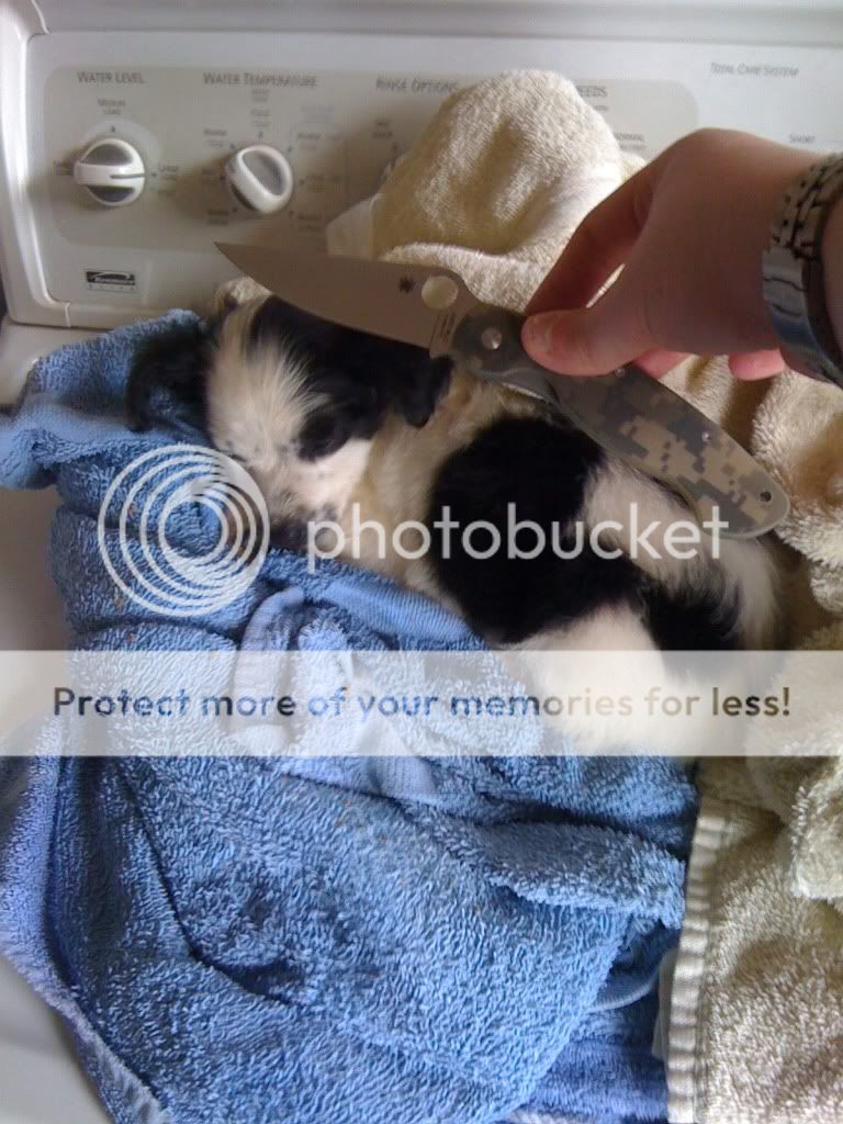 puppyshot1.jpg