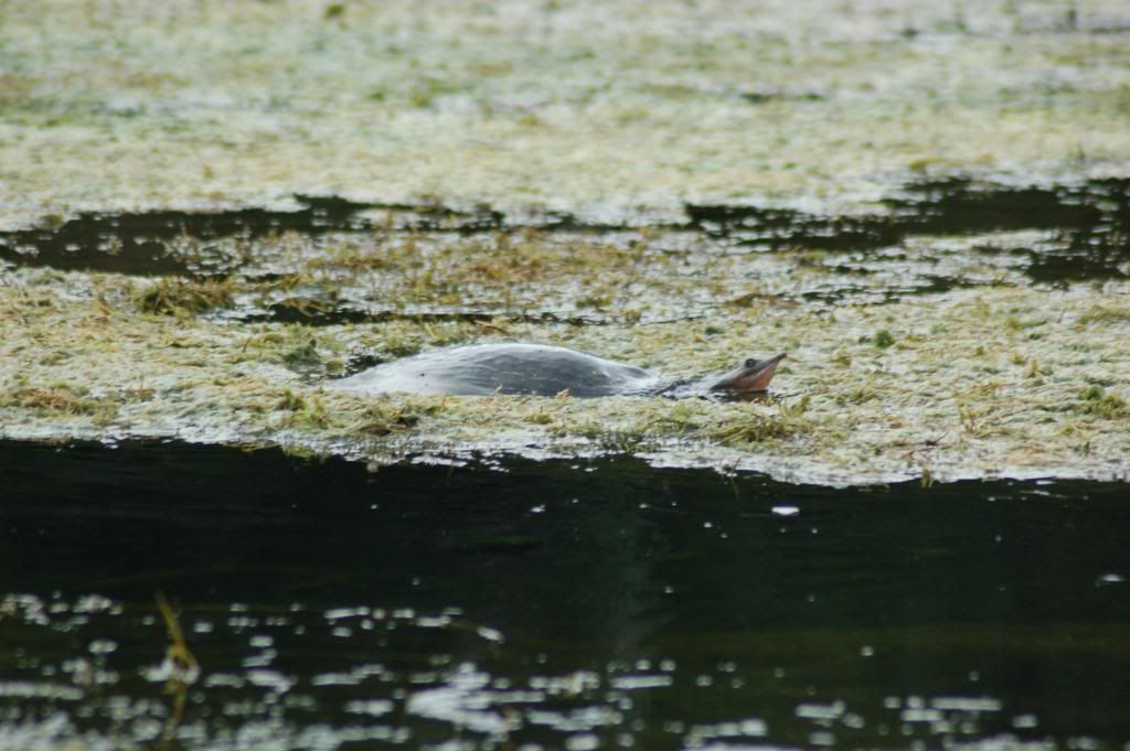 DSC_0060.jpg
