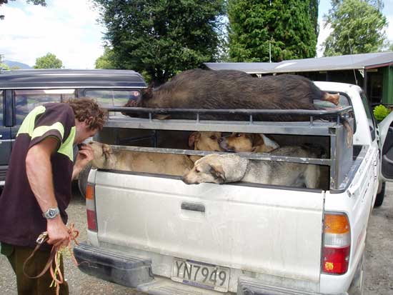 pighunting7.jpg