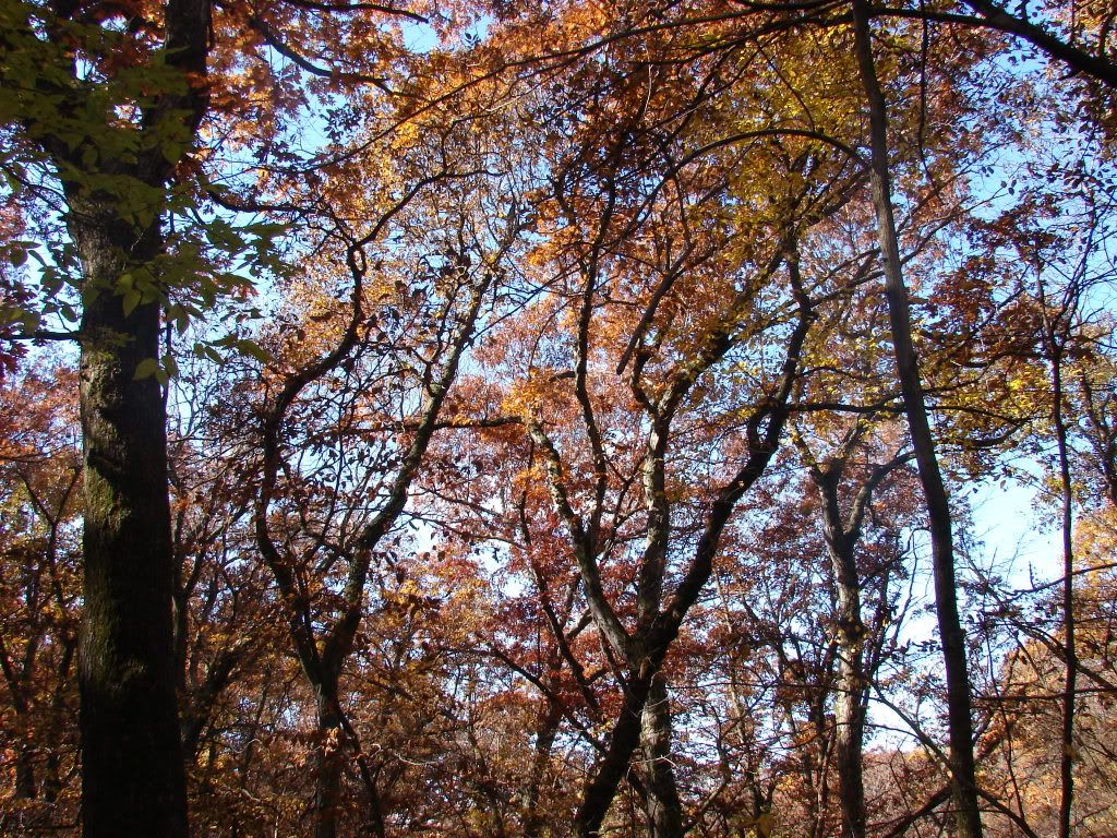 fall018.jpg