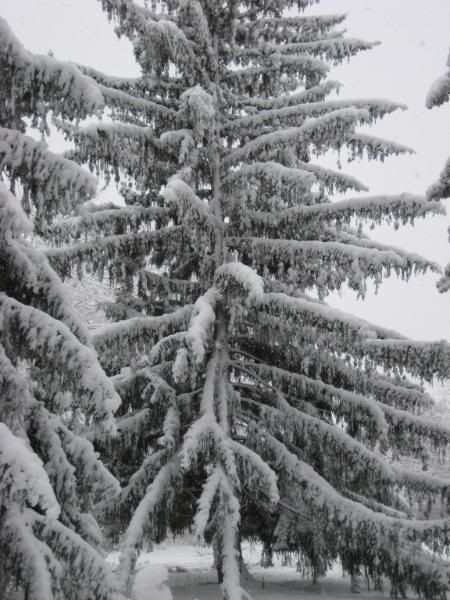 FirstSnowDecember12008002.jpg
