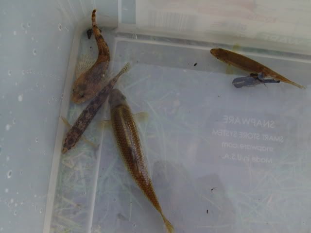 DSC00247.jpg
