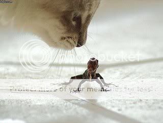 catgotlizard.jpg