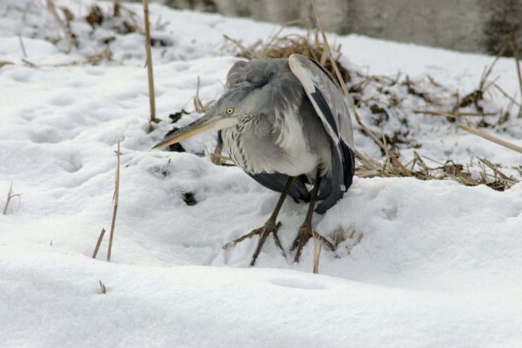 IMGP1624zwei_zps2967c5c2.jpg