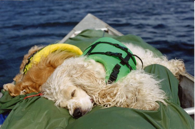 SPANIELLAKECROSSING_zpsd6f68e17.jpg