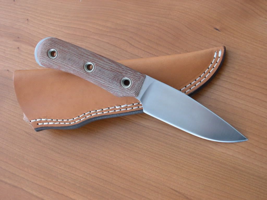 Vexillarius_tan_4531.jpg