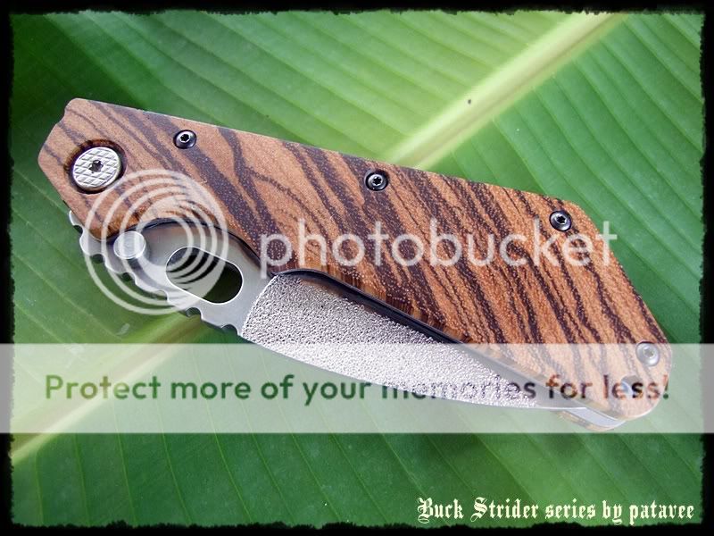 striderDSCF9098.jpg
