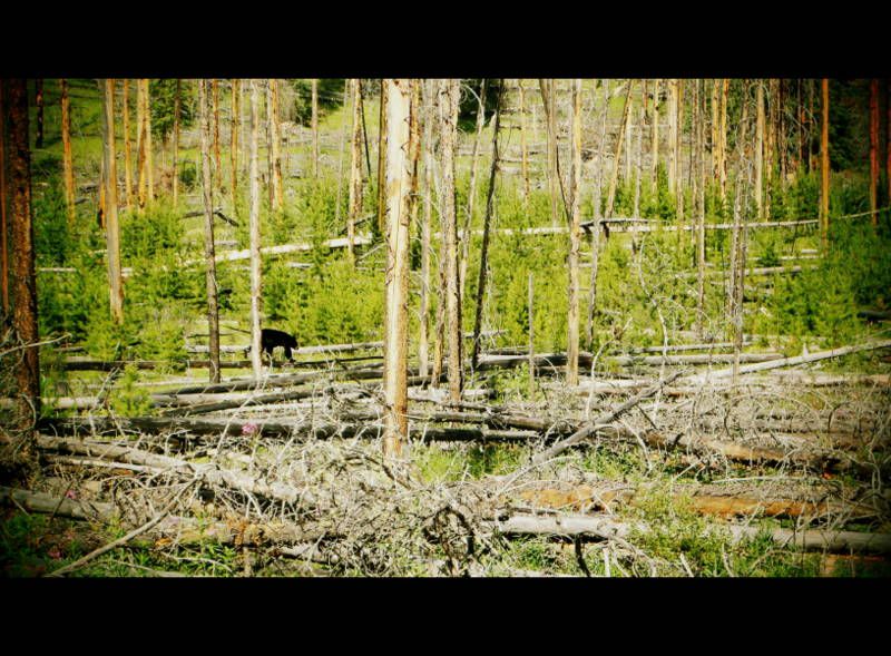 Banff2012141.jpg