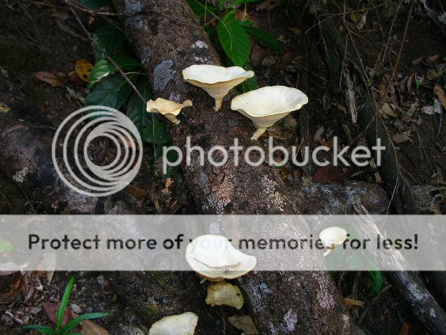 Capetribulation085.jpg