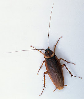 Cockroach1.JPG