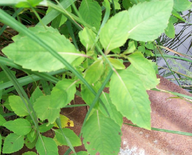 plant6.jpg